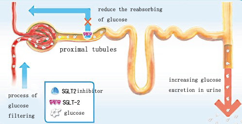 mechanism of Jardiance