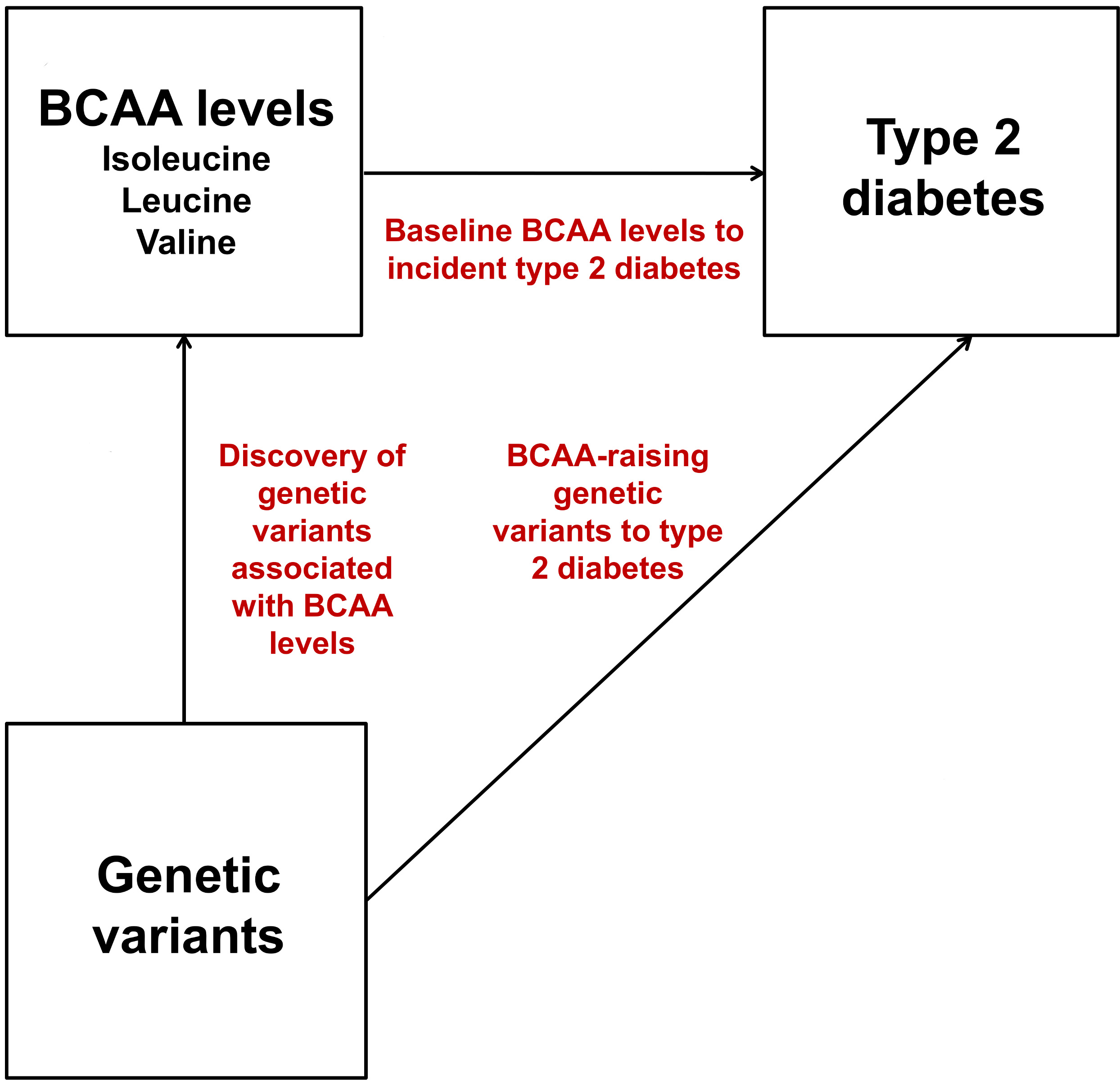 BCAAs and genetic variations are associated with diabetes